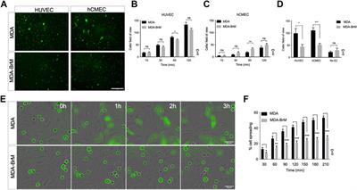 Pro- and anti-tumour activities of CD146/MCAM in breast cancer result from its heterogeneous expression and association with epithelial to mesenchymal transition